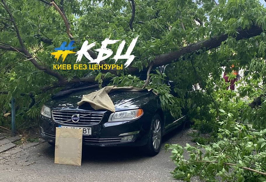 Дерево упало на автомобиль в Киеве - владелец будет судиться с коммунальщиками - фото - фото 1