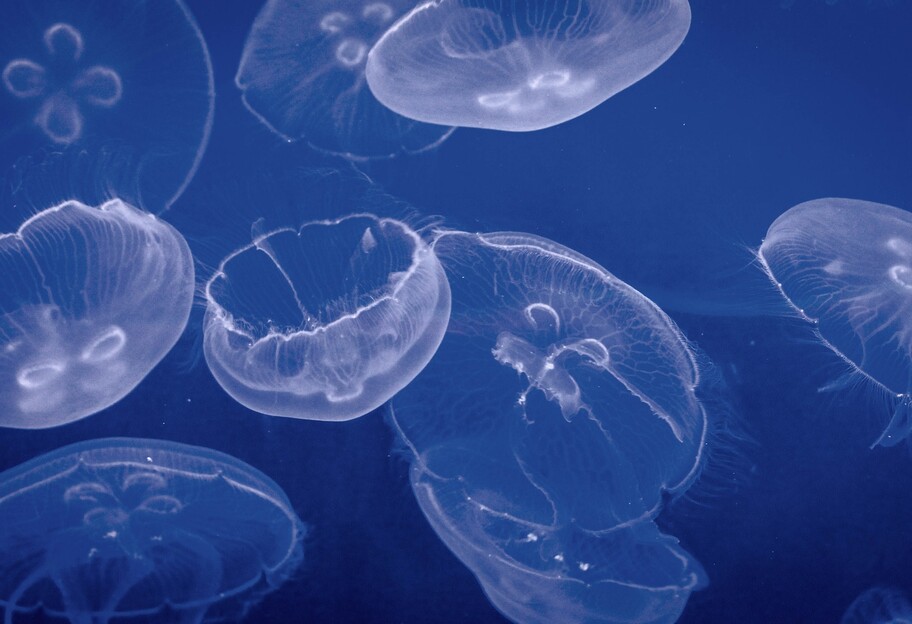 Медузы в Черном море захватывают Лазурное - туристы сняли новое видео - фото 1