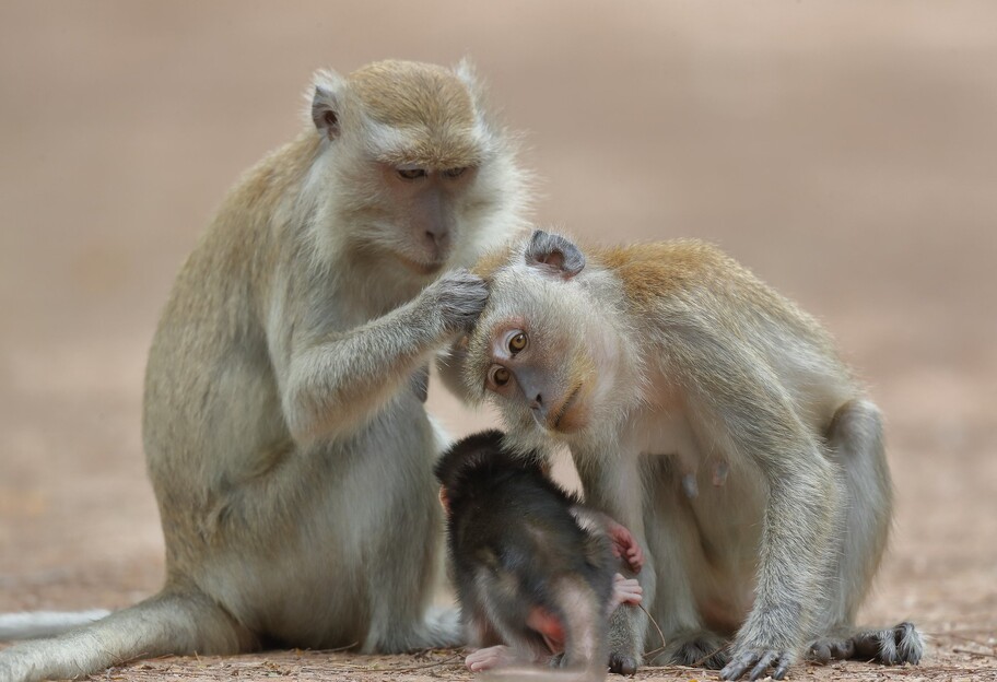 Вірус мавпи вбив ветеринара у Китаї - це перший подібний випадок - фото 1