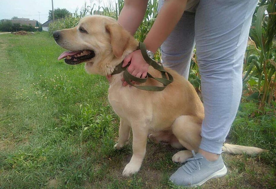 Собака в Киеве узнала хозяина - ее похитили 6 лет назад, фото - фото 1