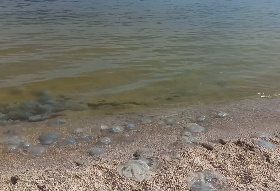 Отдых на Азовском море - показали ситуацию с медузами на Федотовой косе - видео - фото 1