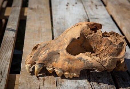 Впервые в Европе: в Крыму обнаружили череп гигантской гиены (фото)