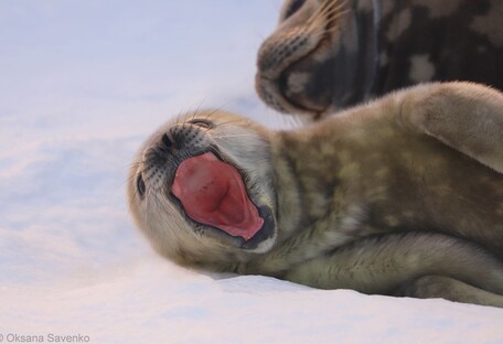 Новорожденный тюлененок ластится: украинские полярники сняли трогательное видео