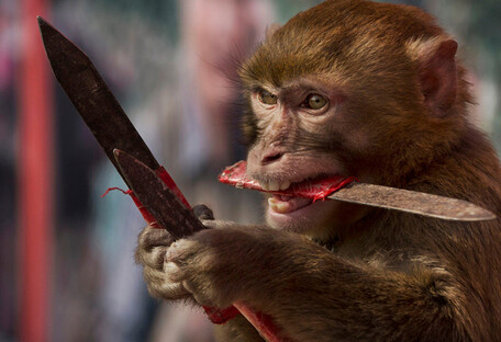 В Минздраве назвали симптомы обезьяньей оспы и объяснили, как защитить себя 