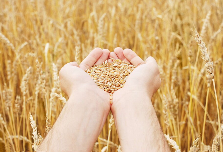 Запасы пшеницы в мире исчерпаются - ООН говорит, что осталось на 10 недель - фото 1