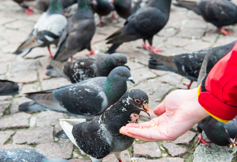 В Мариуполе люди едят голубей - в городе не хватает продуктов, фото  - фото 1