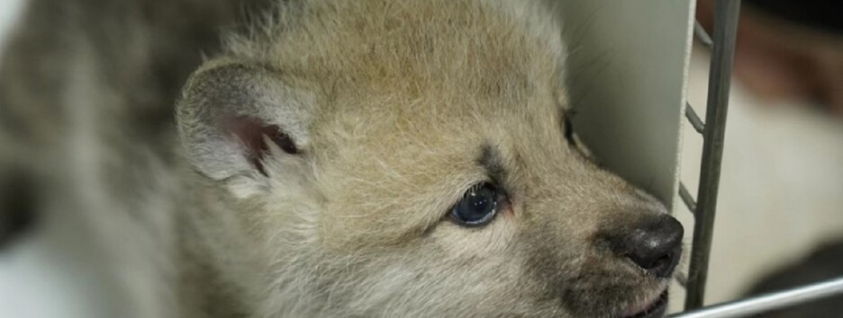 В Китае родился первый в мире клонированный арктический волк (фото)