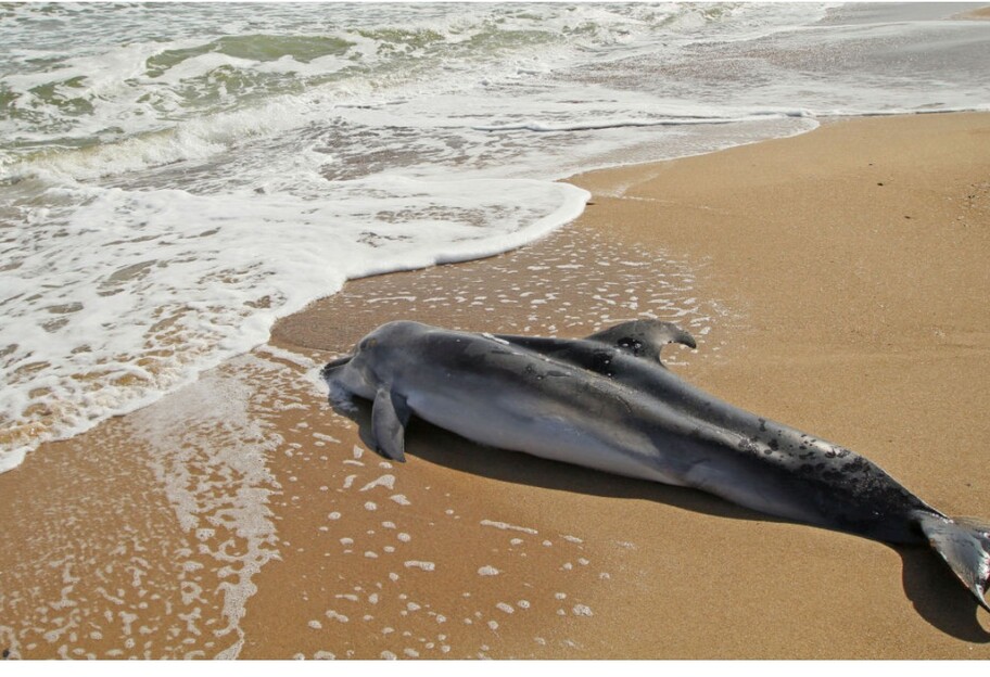 Загибель дельфінів у Чорному морі – екологи оцінюють втрати у десятки тисяч морських істот, відео - фото 1