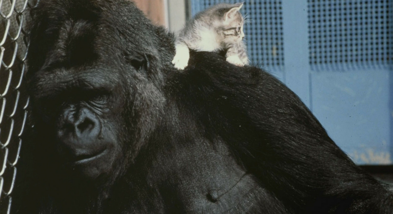 В возрасте 46 лет умерла Коко - “говорящая” горилла, которая любила котят