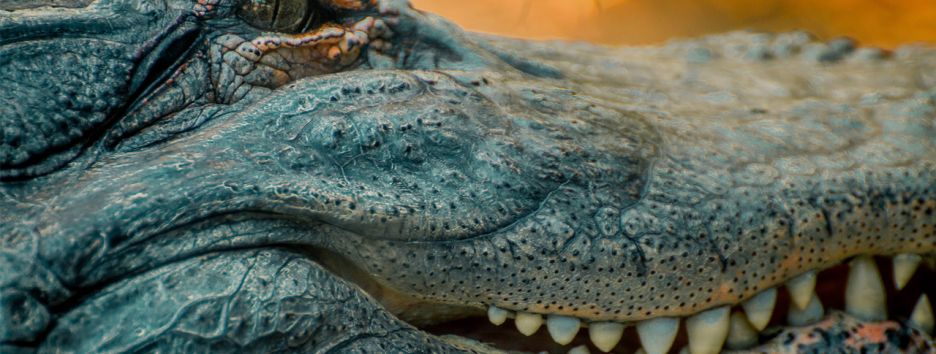 Как увидеть американского аллигатора и не стать его жертвой