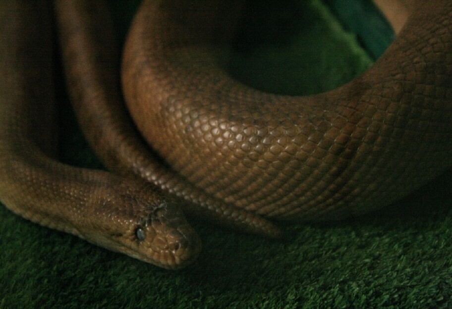 Пересування змій - рептилії почали користуватися новим способом, що виявили зоологи - відео - фото 1