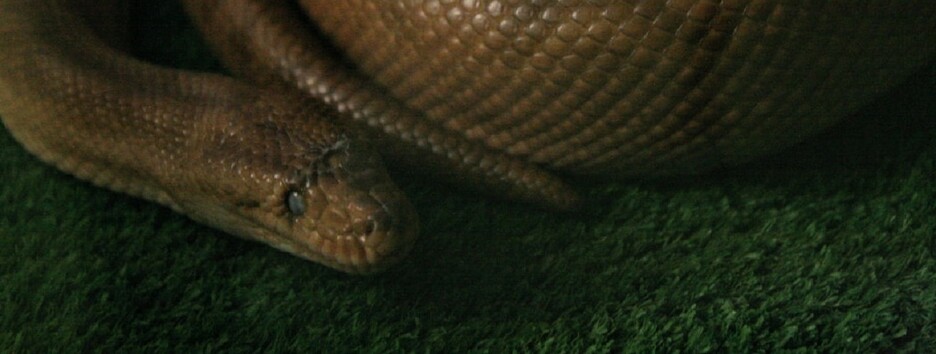 Природа змінюється: змії почали пересуватися по-новому - відео