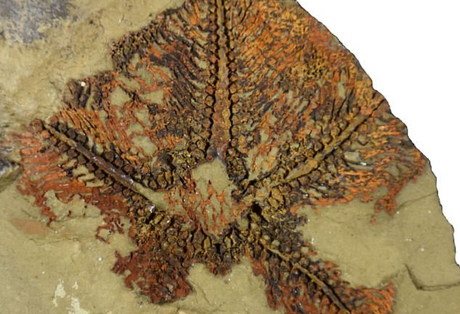Древний организм - найдена одна из первых морских звезд на Земле, сколько ей лет - фото - фото 1