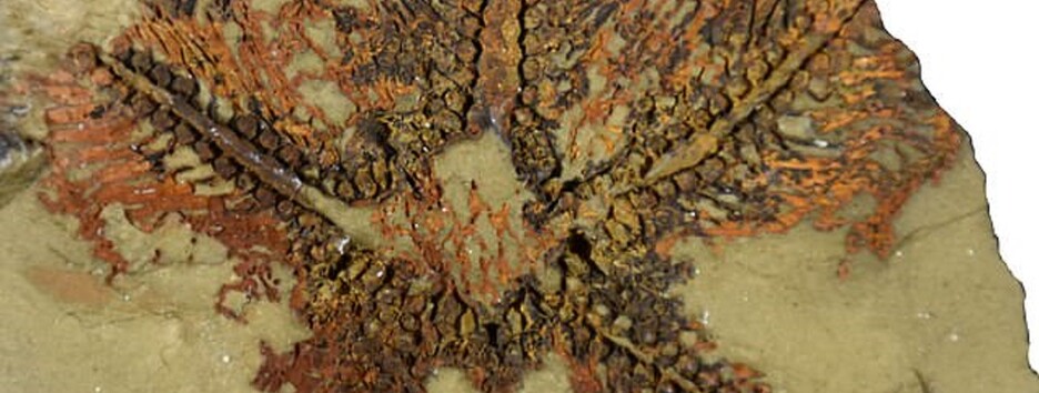 Один из древнейших обитателей Земли: окаменелости из Марокко возрастом в полмиллиарда лет - фото