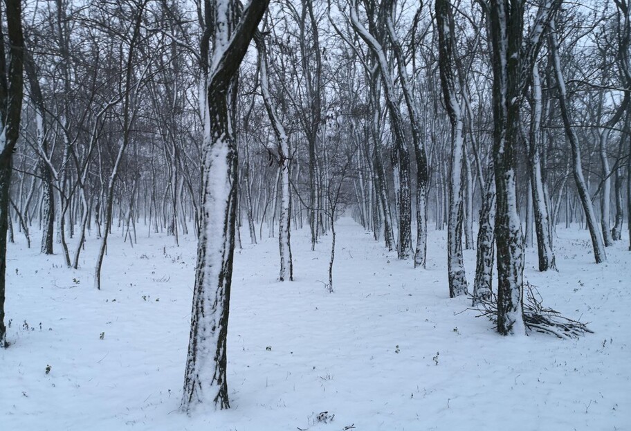 Погода в Украине 28 января - синоптик предупредила о снегопаде и гололедице - фото 1