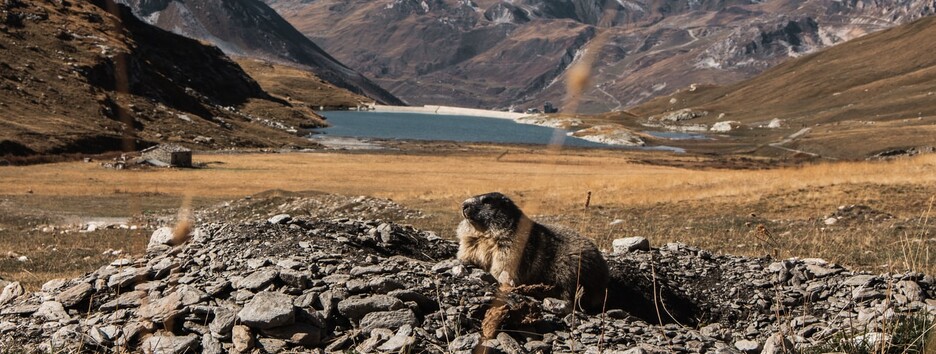 День сурка: открытки и поздравления в стихах и прозе - фото