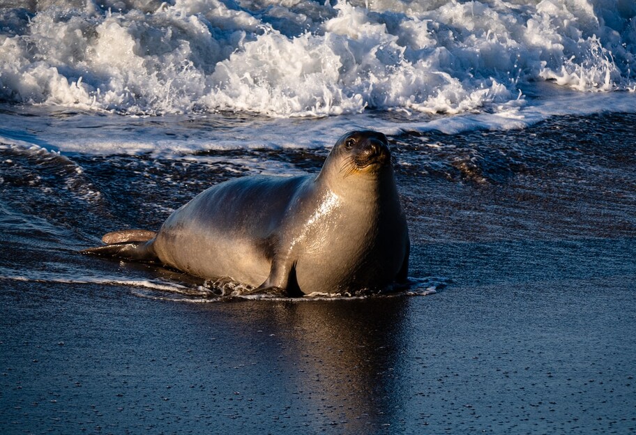 Сотни тюленей вернулись на побережье Франции - видео - фото 1