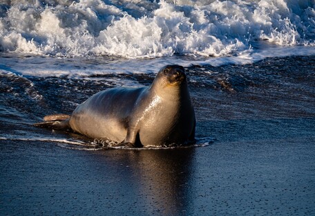 Почали зникати 50 років тому: на узбережжя Франції повернулися рідкісні тюлені (відео)