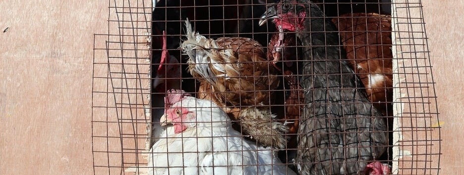 Заразились семь человек: в России новый штамм птичьего гриппа