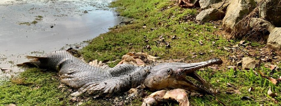 В Сингапуре нашли жуткую рыбу-монстра (фото)