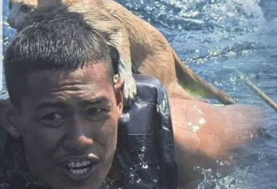В Таиланде моряк спас котов с горящего корабля - видео - фото 1