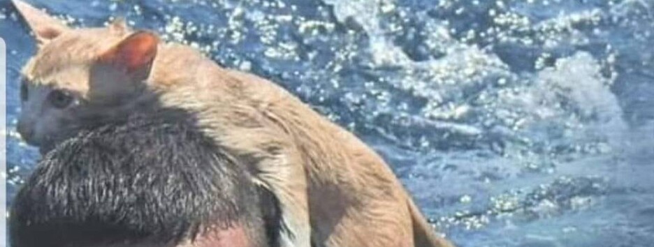 Храбрый военный вернулся на горящий корабль за четырьмя котами (видео)