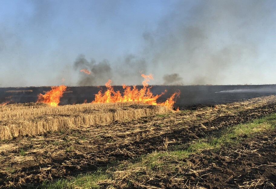 Штрафы за сжигание сухой травы 2021 - что нового - фото 1