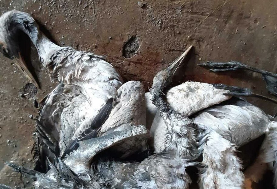 Смерть птиц в Аскании-Новой - аграриям запретили использовать пестициды - фото 1