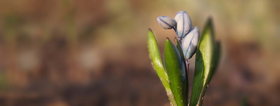 Весна повернеться до кінця тижня: українські синоптики зробили прогноз