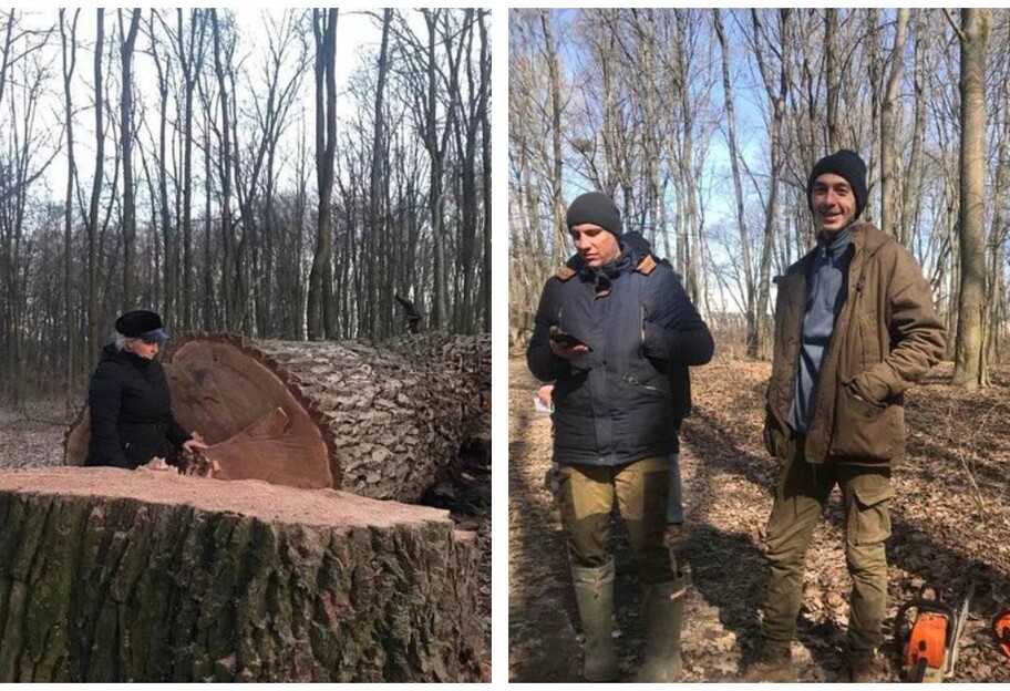 В Киеве срубили вековые дубы - фото скандала в Голосеевском парке - фото 1