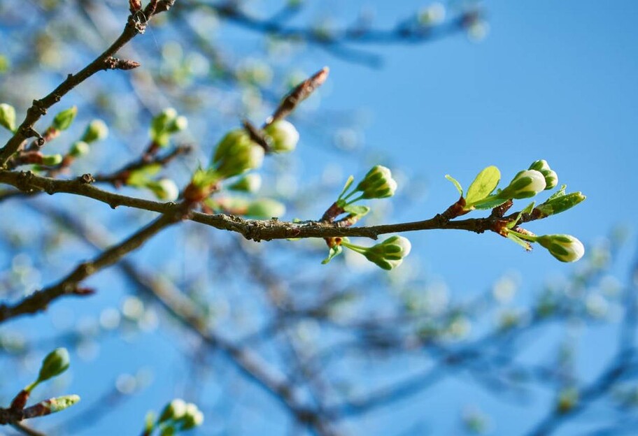 Погода в Україні - народний синоптик дав прогноз на весну і початок літа - фото 1