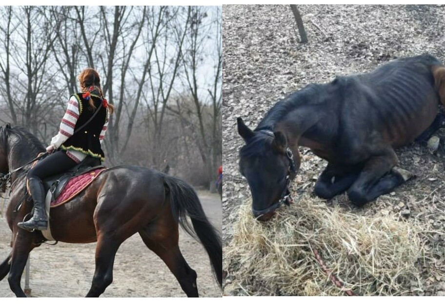 У Києві в музеї Мамаєва слобода загинули троє коней - що сталося - фото 1