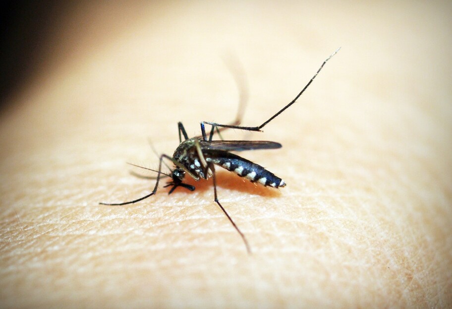 Харьковчанка умерла от завозной тропической малярии - подробности - фото 1
