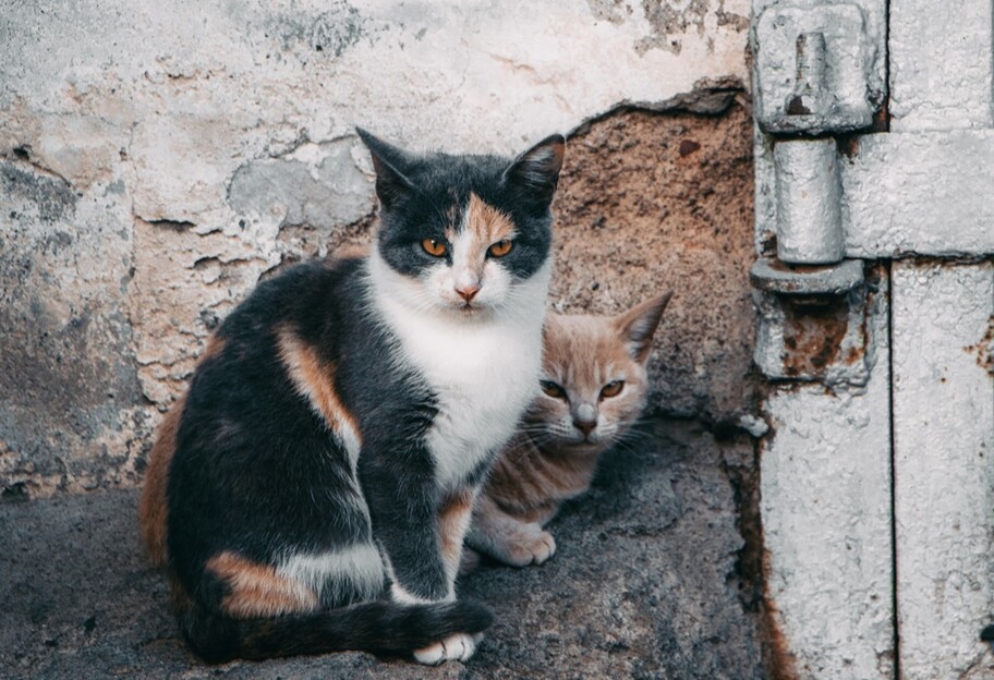 Жінка морила голодом котів - у Києві врятували 20 тварин - фото - фото 1