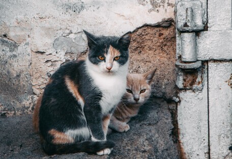 Киевлянка закрыла в квартире и морила голодом десятки кошек (фото)