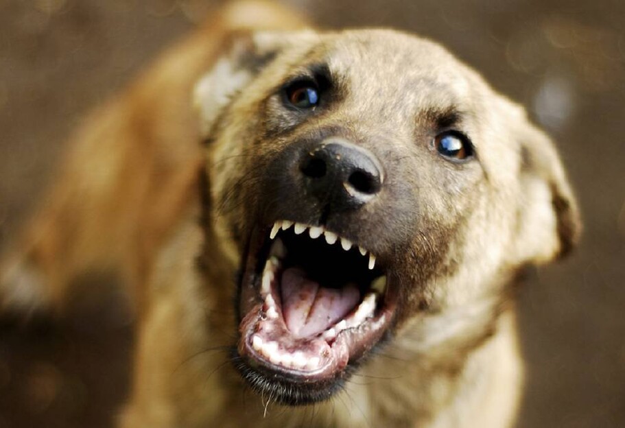 Собаки погрызли автомобиль в Киеве - видео - фото 1