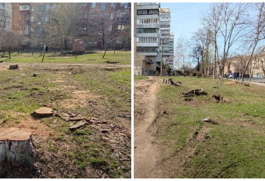 Срубили деревья в Киеве - в сквере Максима Шаповала пеньки - фото - фото 1