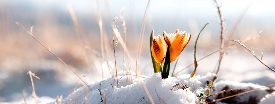 На півдні України серед весни пішов пухнастий сніг (відео)