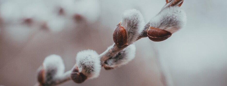 Вербна неділя: що не можна робити