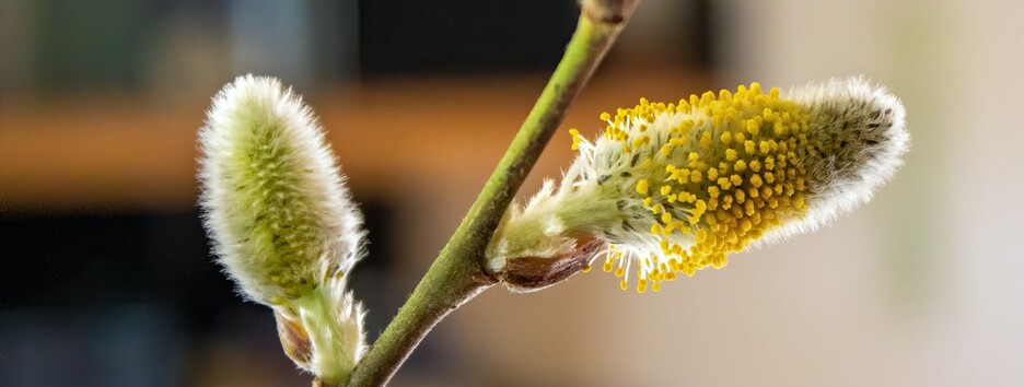 Символ воскресіння: навіщо освячувати і як правильно зберігати вербу