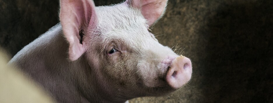 У Києві зафіксували випадок африканської чуми свиней