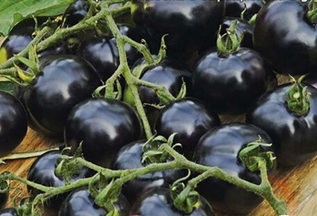 Черные томаты с антиоксидантами появятся на полках украинских супермаркетов