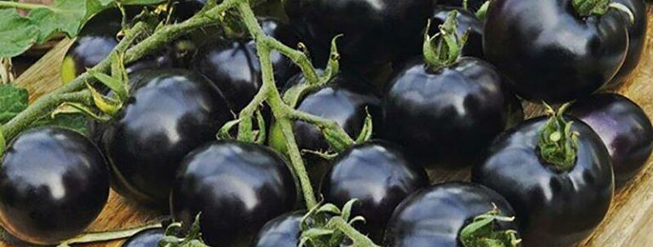 Черные томаты с антиоксидантами появятся на полках украинских супермаркетов