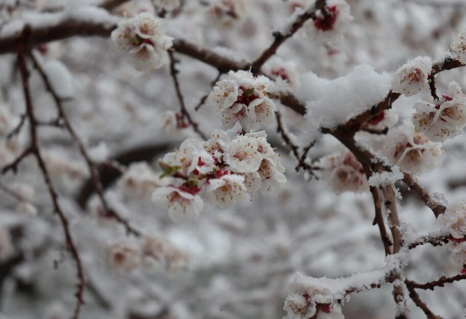 Погода в Україні - сніг випав у Київській та Черкаській області - фото - фото 1