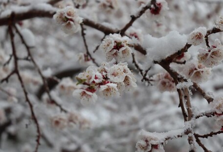 Зима в апреле: Киевскую и Черкасскую области заметает снегом (фото)