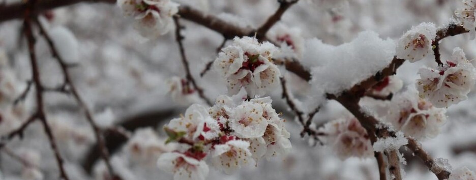 Зима у квітні: Київську і Черкаську області замітає снігом (фото)