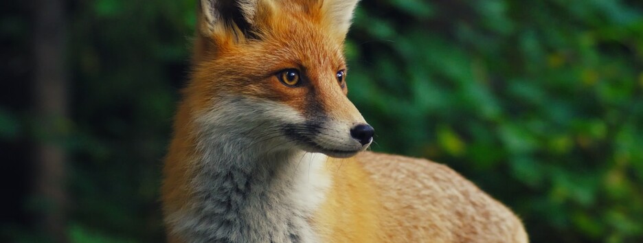 В Киеве женщину покусала бешеная лисица