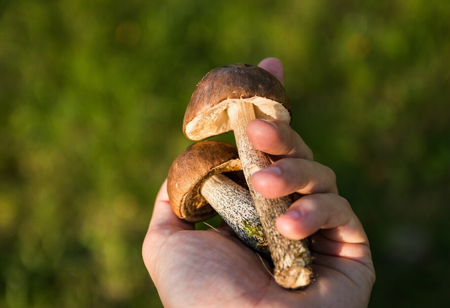 Дети отравились грибами в Черниговской области - медики спасают их жизни - фото 1