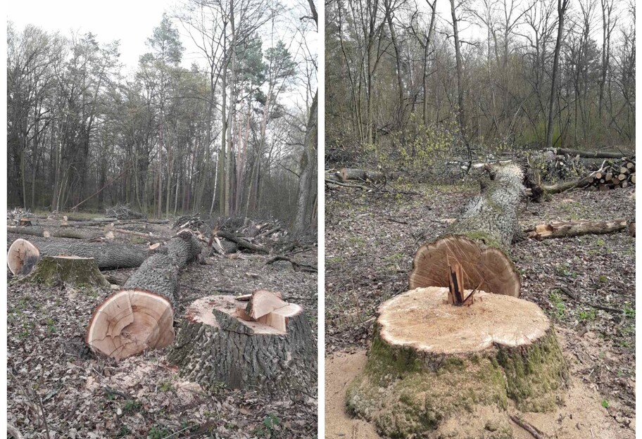 Вековые дубы срубили в Пуща-Водице на окраине Киева - фото - фото 1