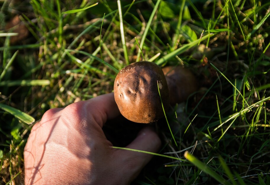 На Черниговщине умер малыш, который отравился грибами - фото 1